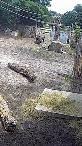 What does rhino behaviour really look like, in zoos and in the wild? This Thursday at 6pm, hear directly from rhino experts as they unpack the science behind play, social behaviour and what a viral video got people talking about worldwide. Don’t miss this fascinating discussion. @zoowroclaw @westmidsafari Register now: https://buff.ly/x5LM7sm Thanks to @zoowroclaw for sharing this footage of Maruska playing with a gibbon. #WildlifeWebinar #SaveTheRhino #ProtectRhinos #ConservationMatters | Save 