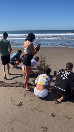 2,965 tortugas liberadas en esta temporada y más por nacer ❤️ 2965 baby turtles have been release this season and more to come ❤️ | Surfing Turtle Lodge