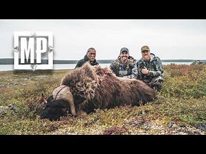 Muzzleloader Hunting Central Barren Ground Caribou and Muskox | Mark V. Peterson Hunting