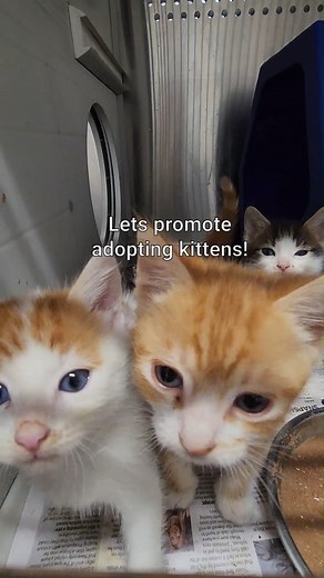 🐾 This kitten season, you can make a difference! 🐱💖 Fostering or adopting a kitten from the RSPCA NSW not only gives them a loving home but also opens up space for more animals in need. Whether you choose to foster temporarily or adopt forever, your support helps save lives! Visit our website to learn more about how you can help. Together, we can create a brighter future for these adorable furballs! #KittenSeason #FosterLove #AdoptDontShop | RSPCA NSW