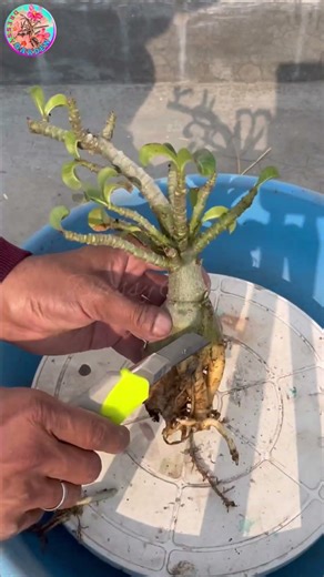 How to Save Dying Adenium