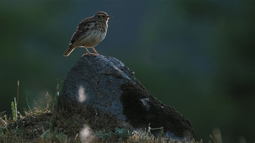 Vogelstimmen in der Natur