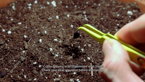 Cotton plant growth time lapse: Seed to boll (205 days)