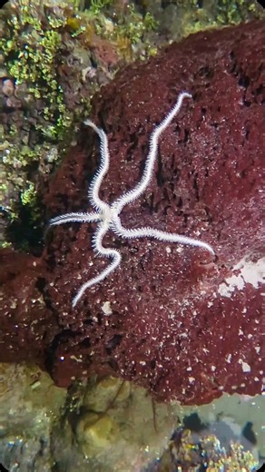 Daniel Marsalek on Instagram: "Ophiuroidea, commonly known as brittle stars or basket stars, are a class of echinoderms characterized by their long, slender, and flexible arms, which are distinct from their central disc. These marine animals are closely related to sea stars (Asteroidea) but differ in several anatomical and behavioral features. Key Features: • Body Structure: They have a central disc containing their organs and mouth, with arms that are used for movement and feeding. Unlike sea s