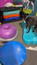 Syd having fun at the Fitpaws booth! #optimumpetvitality #akcnationalagilitychampionship #agilitydog #doghealth