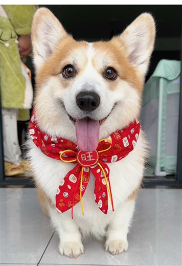 Adorable Corgi Compilation: Cute Videos of My Pet Dog Playing