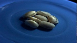 Time-lapse video: Phaseolus (bean) seeds