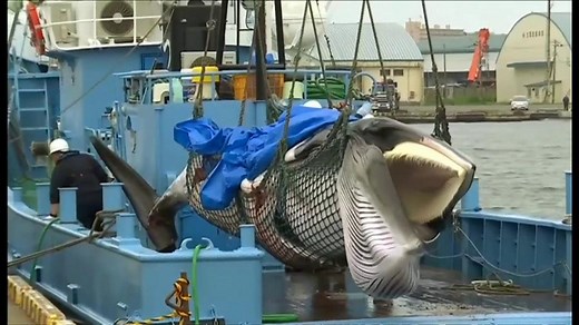 初捕獲のクジラ水揚げ、約30年ぶり商業捕鯨再開で　環境保護団体は非難 - BBCニュース