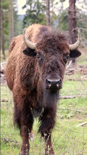 Step by Step, Bison Are Restoring the Land 🦬🌱 #hooves #bison #didyouknowfacts #soilhealth #nature
