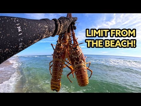 Swimming the Reef to Find My Lunch | Solo Lobster Mission