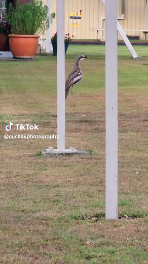 The Haunting Call of a Bush Stone-Curlew