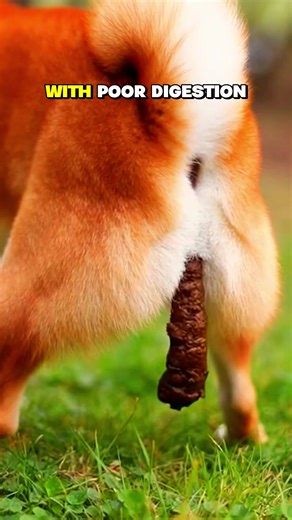 Understanding Digestive Issues in Dogs