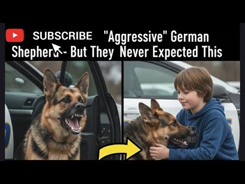 🫢German Shepherd Turns 😱Aggressive Suddenly! What Happened Next?