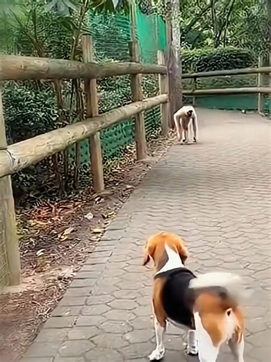 The ape and the dog were happy to be reunited. #viraltiktok #animalvideos #animalfriends #fyp #ape #dogsoftiktok