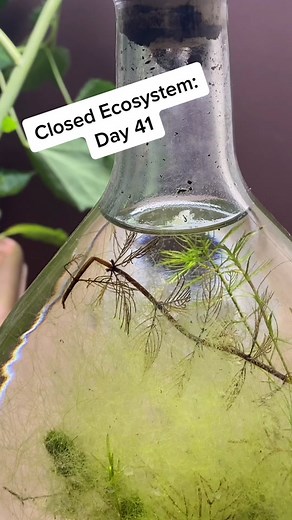 Captivating Ecosystems: Discover the Beauty of Closed Ecosystems