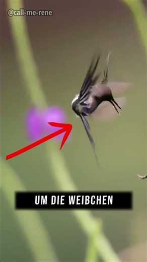 Gefährlichste Liebes-Tanz der Natur! 🐦💃 #interessantefakten #callmerene