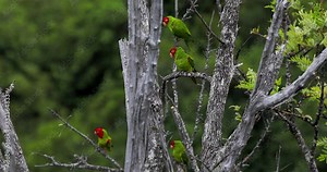 A group of wild green parrots with red heads is sitting on the tree and fly away in the forest