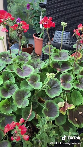 Overwintering Geraniums: Care Tips for Pelargoniums
