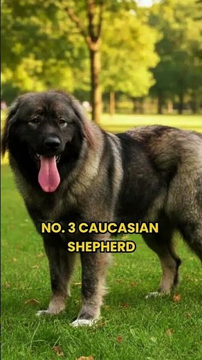 Top 5 Dogs That Can BEAT A Wolf One-on-One 🐺🐕