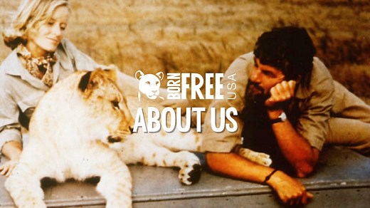 About Born Free USA | Our History, Mission, and Vision