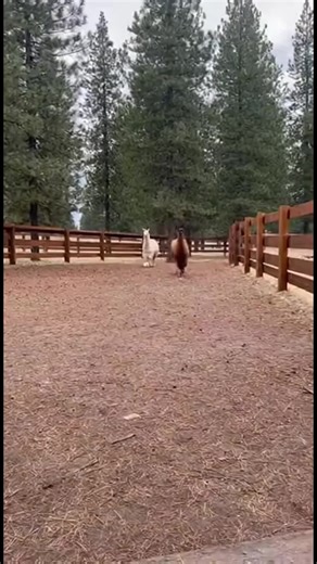 Lhamas em Ação! Veja como essas lhamas curiosas se aproximam. #fblifestyle #AI Generated using Kling AI . . . (Apenas para fins de entretenimento. Consulte profissionais se forem apresentadas orientações sobre atividades. Nenhuma afiliação a marcas está implícita se alguma for mostrada. Se inspirado em fatos reais, podem ser incluídas adaptações criativas. O conteúdo pode incluir imagens públicas.) | Fabiosa Diariamente