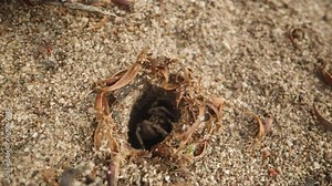 A spider's burrow in the sand, it quickly emerges from it, while small red spiders crawl nearby. Macro shot.