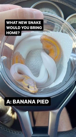 Which Ball Python Would You Bring Home!?
