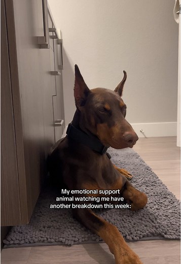 Emotional Support Doberman and Dog Training Tips
