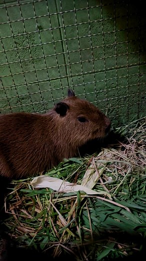 ถ้าไม่มี Varin Exotic แม่แอนกับตาเอก ก็ไม่มีทางเจอน้องปุณ ผู้ประสานงานหลัก ทำทุกอย่าง แต่น้องปุณเขาอยากมีรถเป็นของตัวเองคับ เลยออกมาให้เจอซะเลย 5555555555 | Ppuii Ffaii