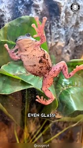 Creature of the day: The White's Tree Frog 🐸 Overview The Australian green tree frog, also known as simply green tree frog in Australia, White's tree frog, or dumpy tree frog, is a species of tree frog native to Australia and New Guinea, with introduced populations in the United States and New Zealand, though the latter is believed to have died out. Breeding occurs from November to February and the male can usually be heard calling near water or even down pipes. The female lays up to 2000 eggs 