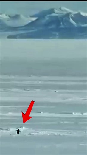 The real reason behind the penguin 🐧 #penguin