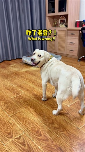 Who is this birthday actually for?! #FunnyDog #CutePets #Pets #Funny #Labrador #doglover #Labrado...