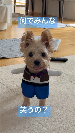 みんなに大笑いされる とら ［ノーリッチ・テリア］ #dog #癒し #犬のいる生活