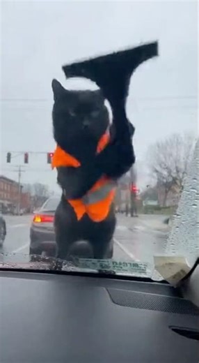 Cat window cleaner