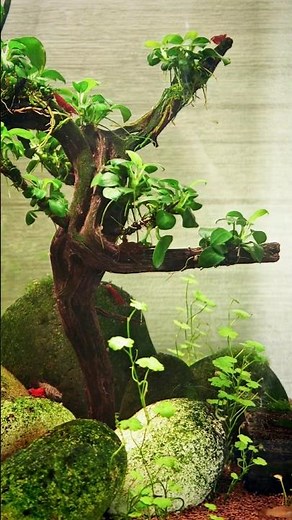 nano aquarium #aquarium #aquascape #fish #aquariumplants #aquariumfish #startinganaquarium
