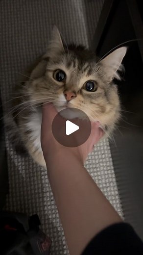 Luna is car | Engine running | Instagram