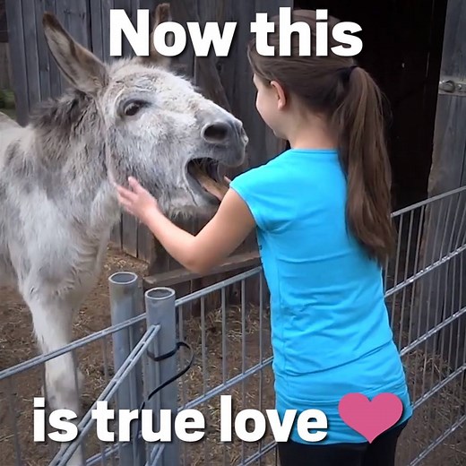 To have someone love you as much as this donkey loves this girl ❤️ (N.B The sound really makes this one, so turn it up 🔊) | Metro