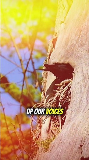 13. Ravens – Talking Birds #AnimalFacts #WildlifeFacts #DidYouKnow