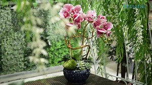 Jom buat sendiri, gubah bunga Orkid simple tapi cantik dengan beberapa langkah yang sangat mudah. Hanya guna 2 tangkai orkid je 😱😍 #IMPIANA | Impiana