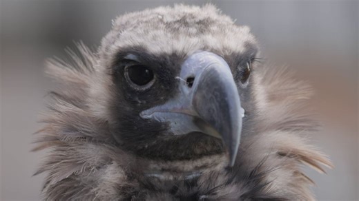 Vulture Deaths at Blue Spring State Park Under Probe
