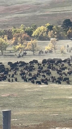 Custer State Park, Custer South Dakota, the annual buffalo round up! I’m so glad we were able to see this amazing event!!! | Sandy Crawford