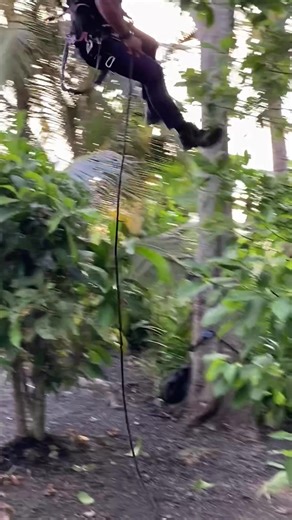 Tree Climbing Training Techniques