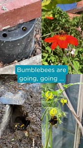 Bee the Change you want to see in 2025. Support our vital work to save bumblebees and get a FREE mystery item in your welcome pack 🐝✨ With your support, we can: 🌻 Create and restore wildflower habitats 🤝 Provide advice to landowners, farmers, and communities on how to make their land more bumblebee-friendly 📊 Research bumblebee decline and prevention through our bumblebee-monitoring scheme, BeeWalk 🪧 Influence decision makers to prioritise pollinators, not pesticides 🐝 Lead the fight to se