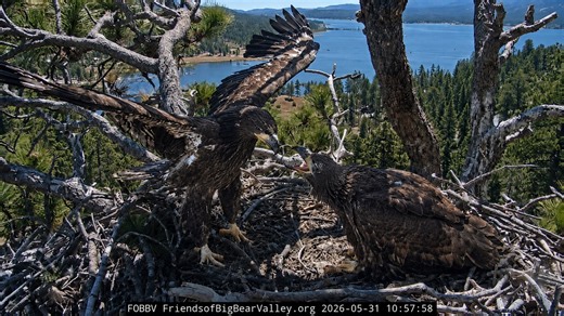 Sandy and Luna Fledge Countdown Begins at Big Bear Eagle Nest