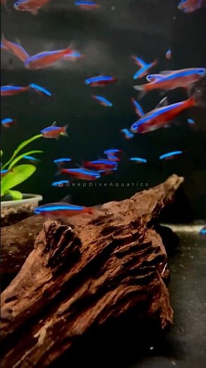 So many Cardinal Tetras !