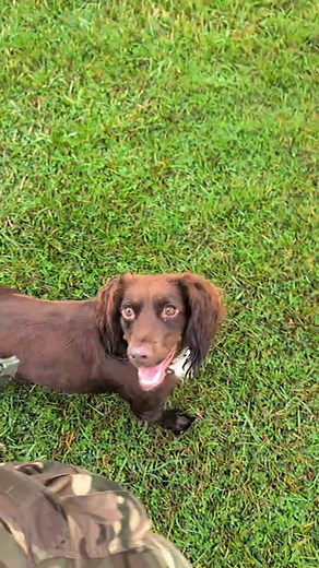 Little snippet of some obedience with my old dog willow 🫶 she is a super clever spaniel who loved doing obedience and agility 🙌 | Kimberley’s pet sitting and dog walking services.