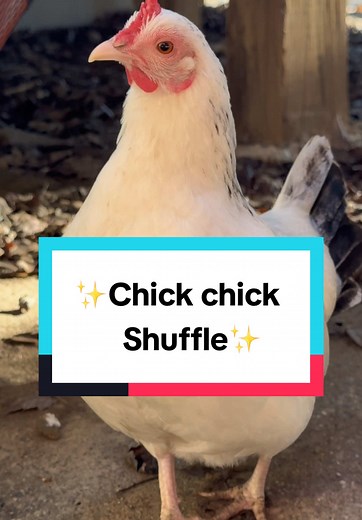 How to Do the Chick Chick Shuffle by Piper & Mocha