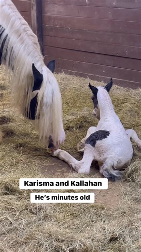 5.8K views · 417 reactions | Karisma had a colt #horses #newborn #colt #kallahan Freelands Gypsy Horses | Freelands Gypsy Horses | Facebook