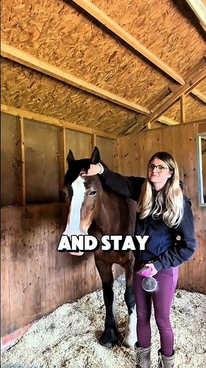 Why Do Horses Sleep Standing Up?