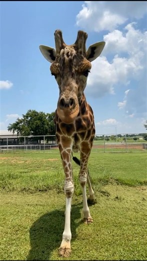 My Long Neck Friend 🦒 #giraffe #zootour